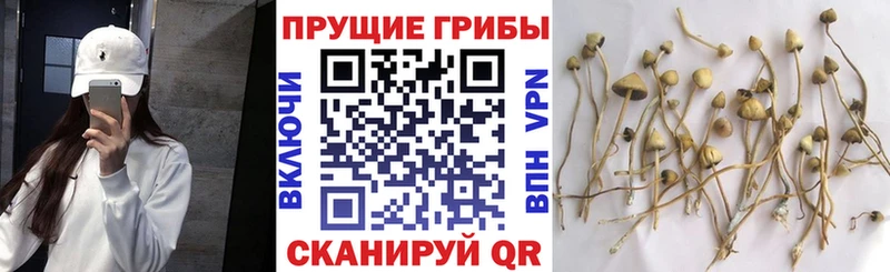 Псилоцибиновые грибы мицелий  Гаврилов-Ям 